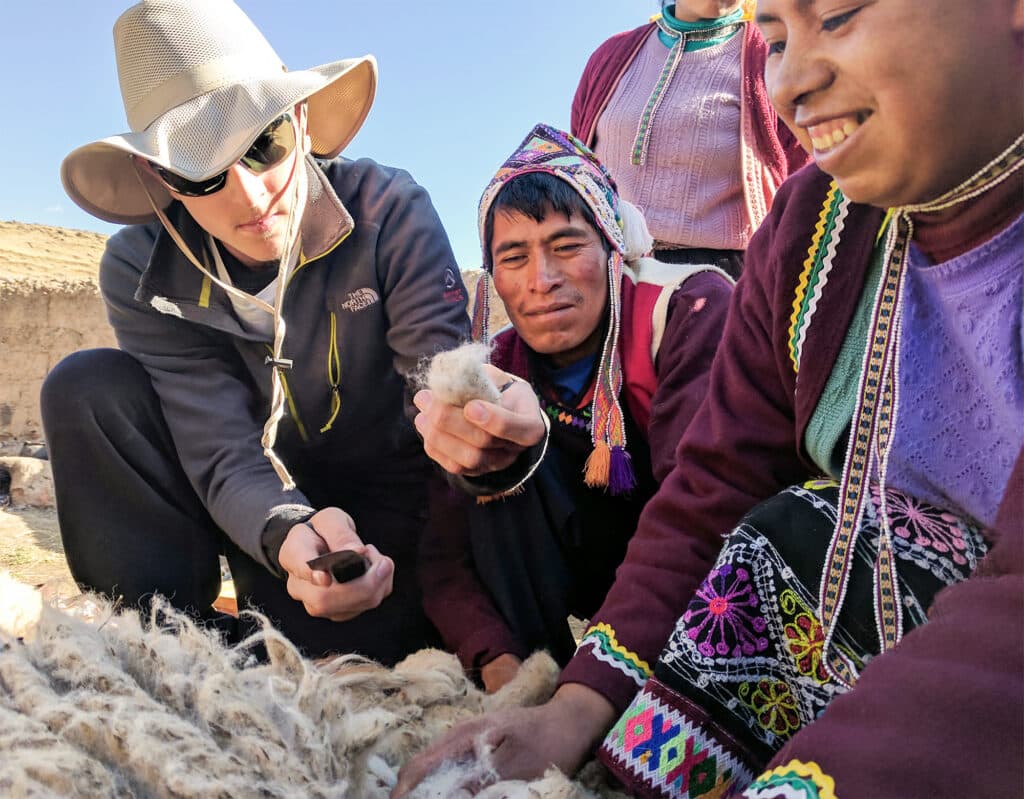 Boy cutting wool from sheep